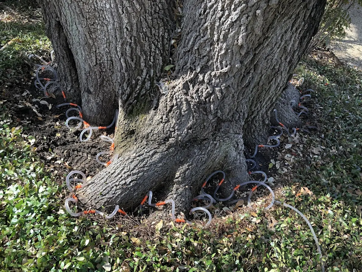 Detailed Tree Cabling and Bracing job site in Wister