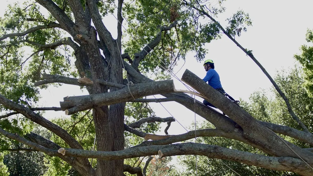 Professional Hazardous Tree Removal performed by certified arborists in Wister