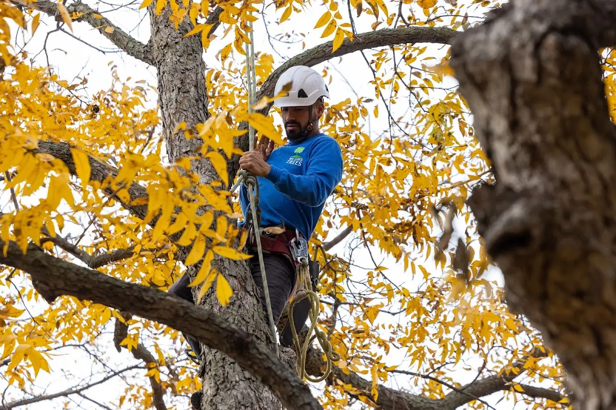 Skilled Tree Transplanting crew working in Wister