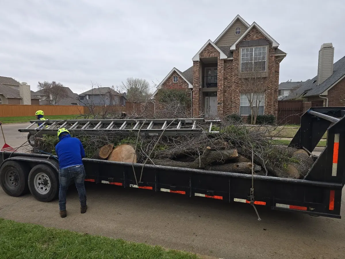 Expert Tree Pest Control with proper safety equipment in Wister